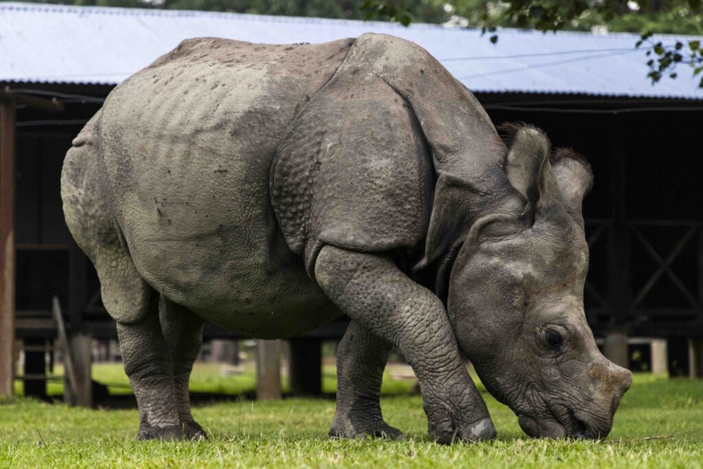 A rescued rhino approaches the dormitory area on May 16, 2026. It was our first animal experience at Chitwan National Park.