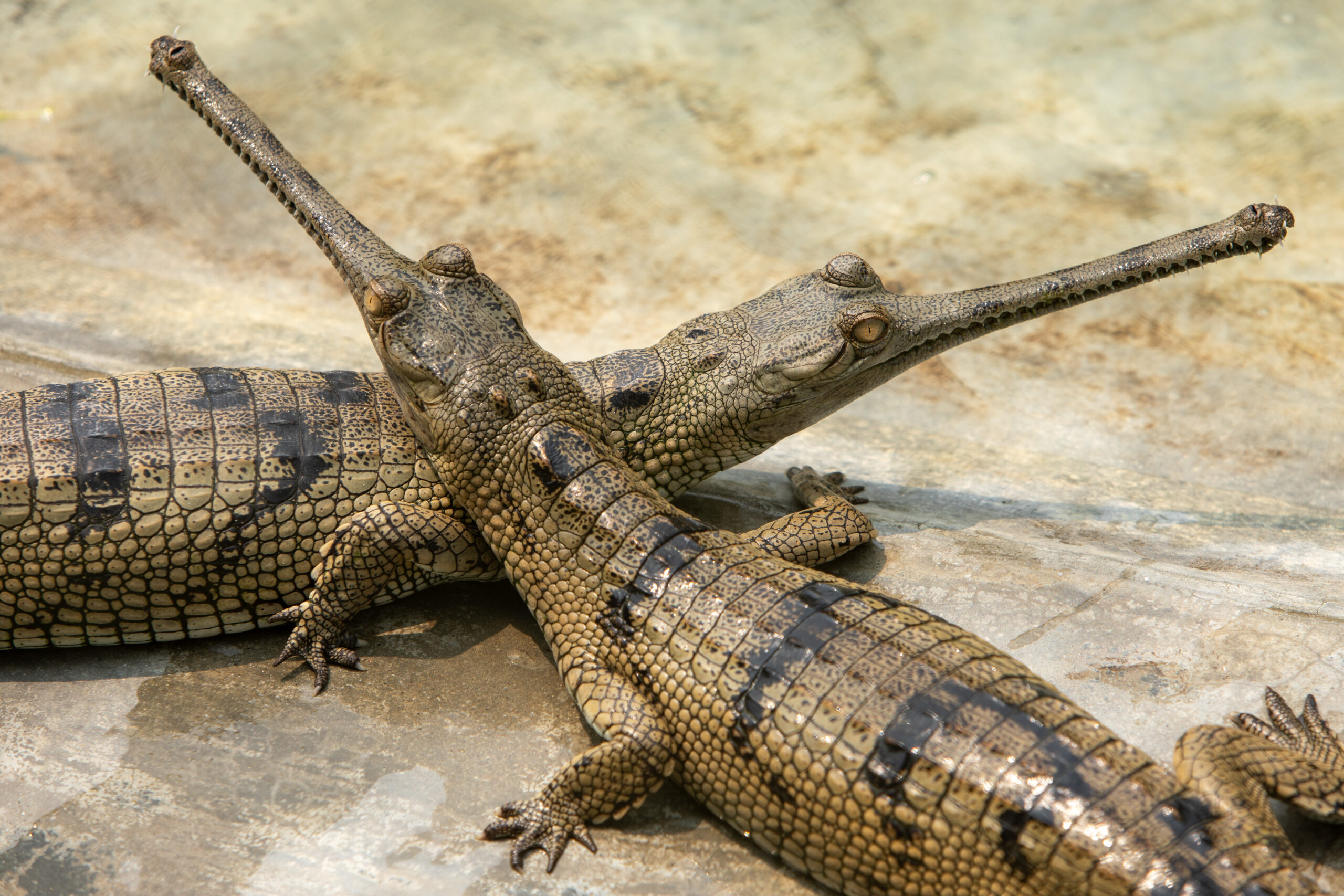 A young gharial