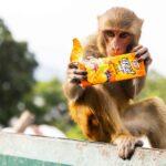 A monkey chewing on a drink box.