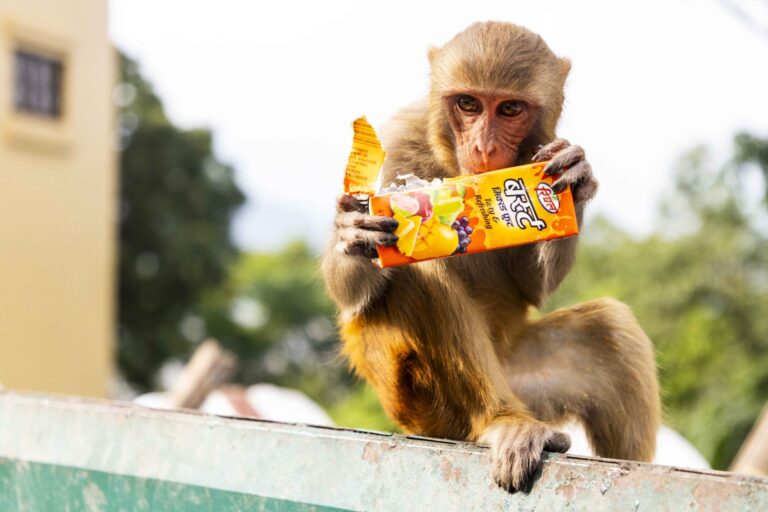 Monkeys: Menaces or Mellow Fellows