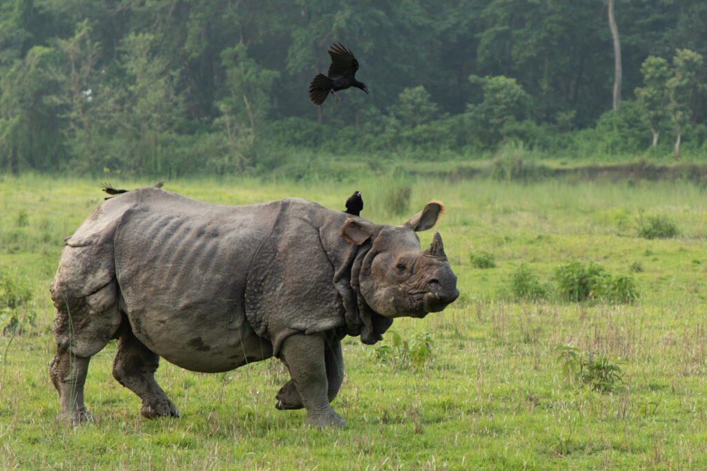 A rhino