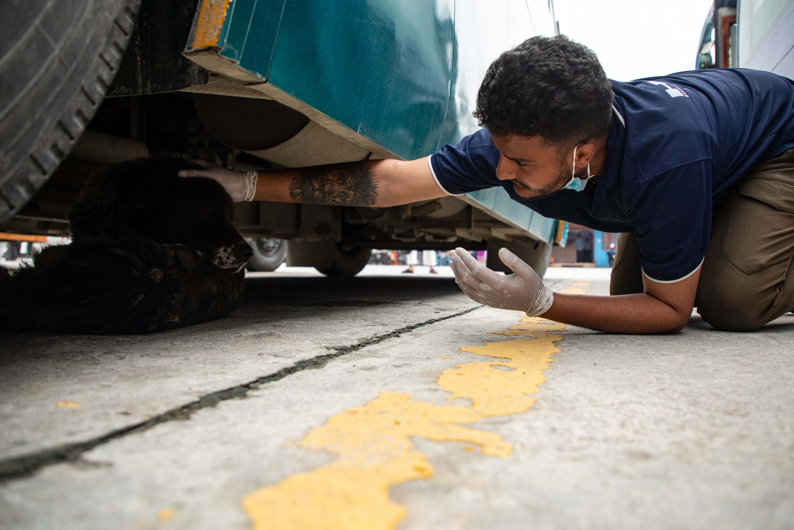 Veterinary Doctor Sagar Ghimire tries to coax a stray dog out from under a bus in Pokhara, Nepal, on May 22, 2026. Photo by Henry Doellinger