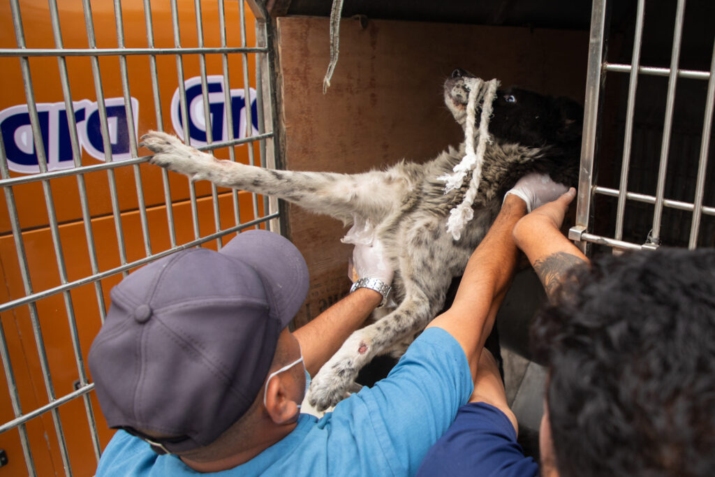 Himalayan Animal Rescue Trust veterinary doctors Prakash Chaudhary (left) and Sagar Ghimire (right) lift a stray dog into the back cage of their rescue vehicle to transport it for skin infection treatment on May 22, 2026, in Pokhara, Nepal. Photo by Henry Doellinger. 