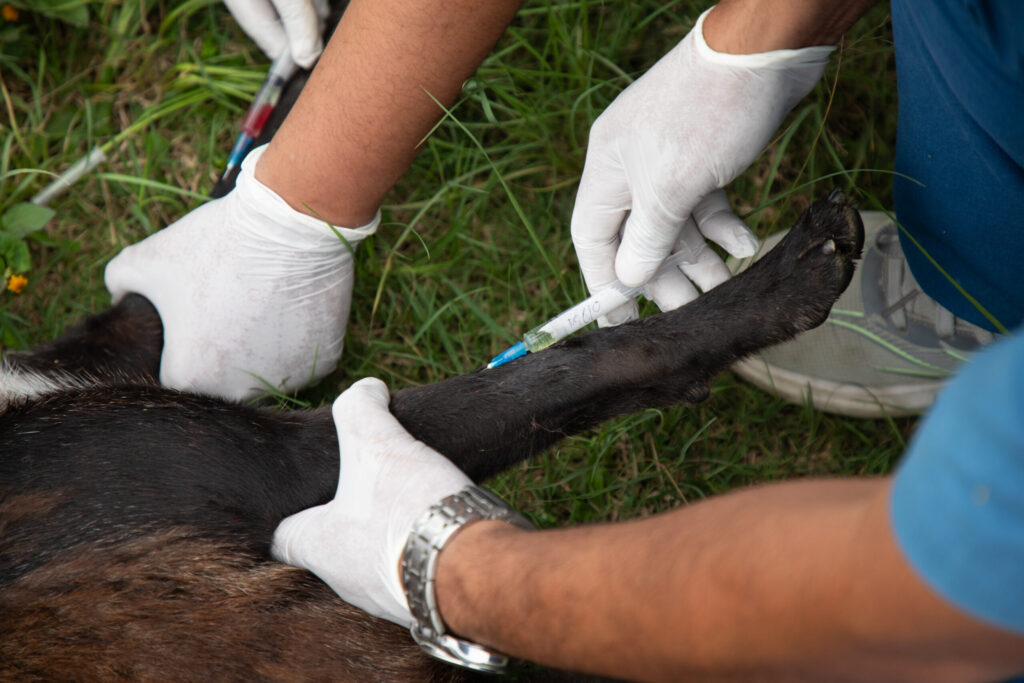 Himalayan Animal Rescue Trust veterinary doctors Sagar Ghimire and Prakash Chaudhary inject pain medications into a dog that was hit by a vehicle an hour prior outside of Pokhara, Nepal, on May 22, 2026. Photo by Henry Doellinger. 