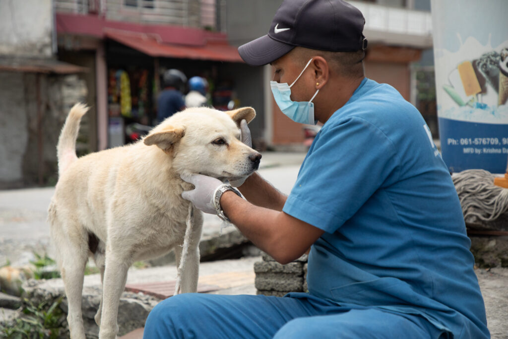 Himalayan Animal Rescue Trust veterinary doctor Prakash Chaudhary approaches a dog in Pokhara, Nepal, on May 22, 2026. Photo by Henry Doellinger. 