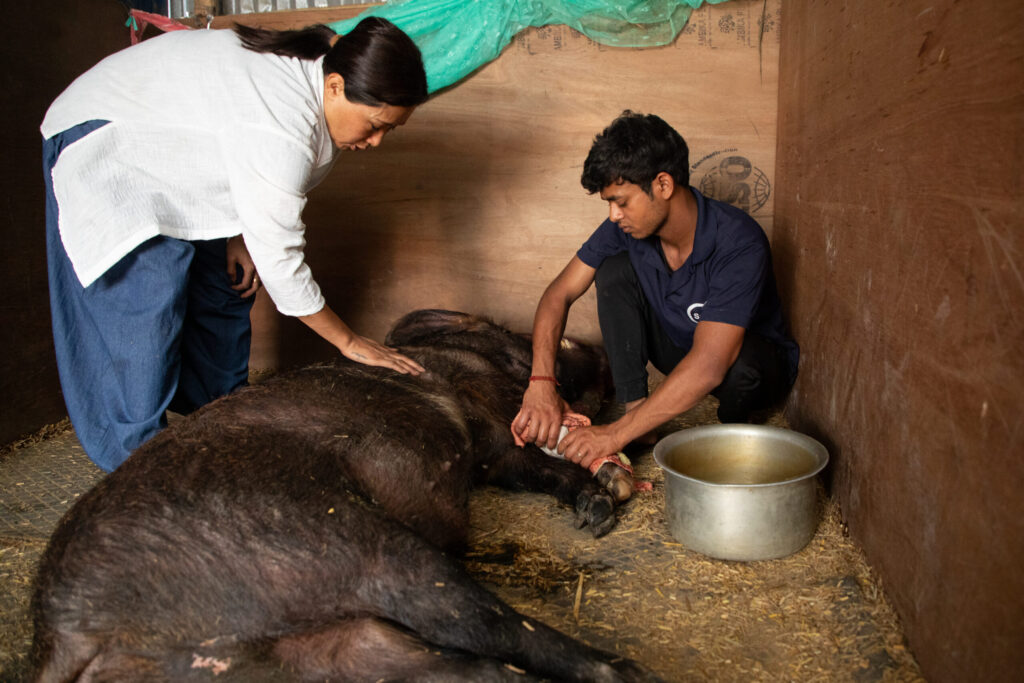 Sneha's Care owner Sneha Shrestha stands with Brownie, a pig being cared for at her facility outside Kathmandu, Nepal, on May 15, 2026. Photo by Henry Doelinger.