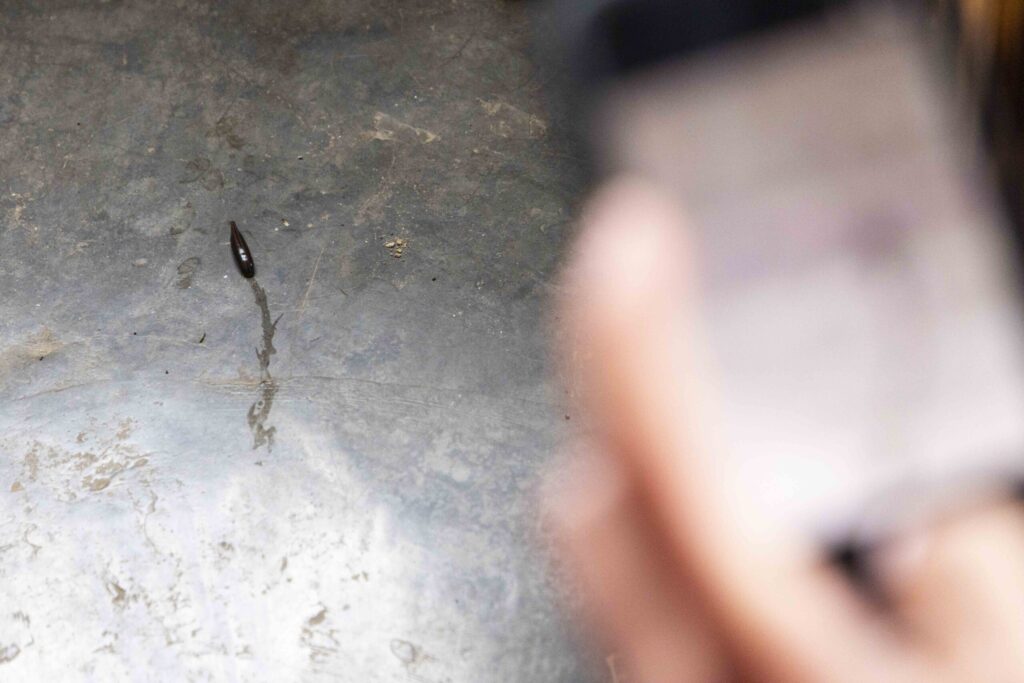 A full leech inches across the floor of  Angel’s Guesthouse under the eyes of phone cameras. Photo by Marley Barboeisel