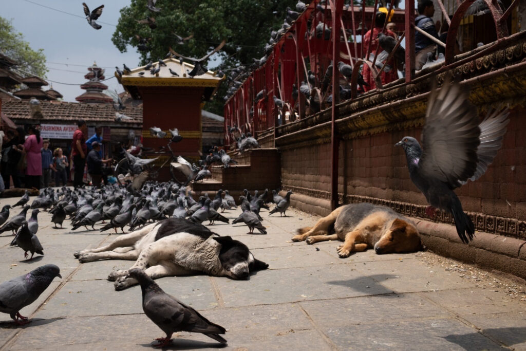 Dogs asleep surrounded by pigeons.