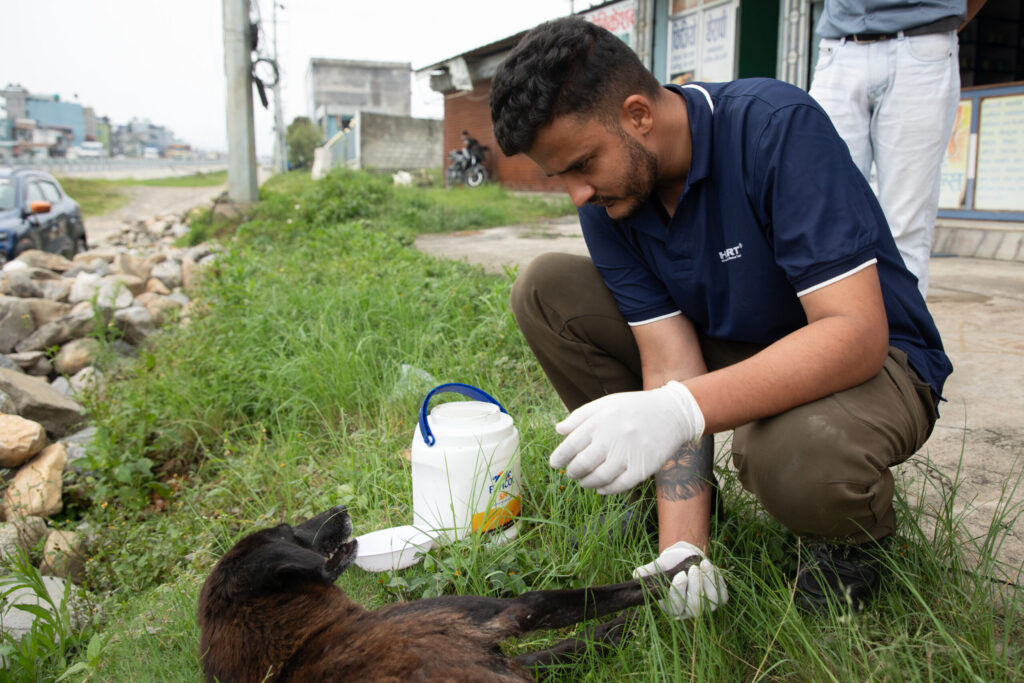 Veterinarian approaches an injured street dog.